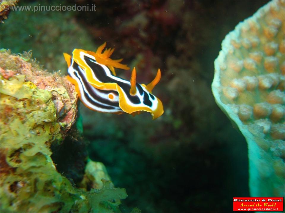 Djibouti - Diving a Djibouti - 35.jpg